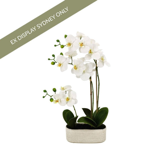 Phalaenopsis Spray Orchid Faux Plant - Small - OUTLET NSW