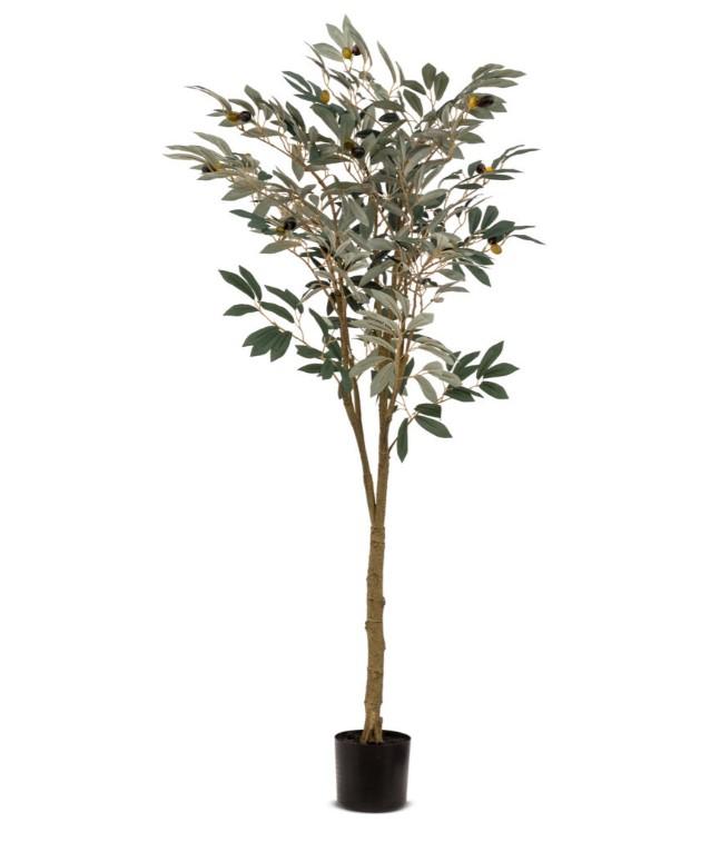 Potted Olive Tree 150cm