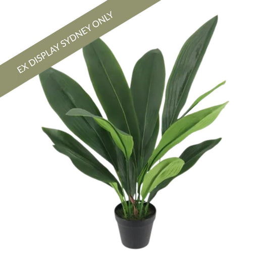 Aspidistra Faux Plant 60cm - OUTLET NSW