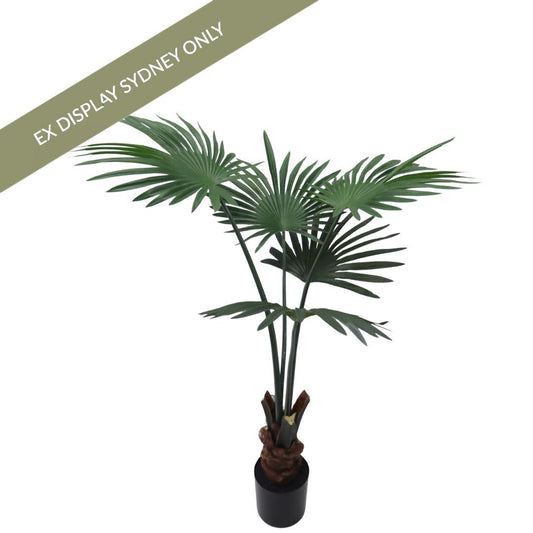 Chinese Fan Palm - OUTLET NSW