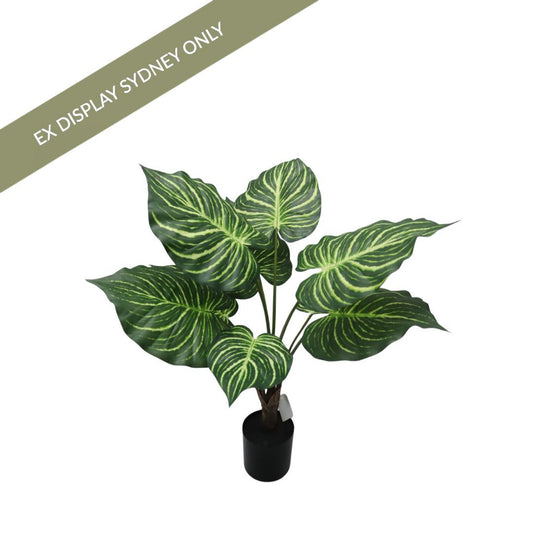 Zebra Faux Plant - OUTLET NSW