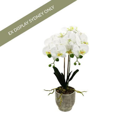 Phalaenopsis Spray Orchid Faux Plant - Medium - OUTLET NSW