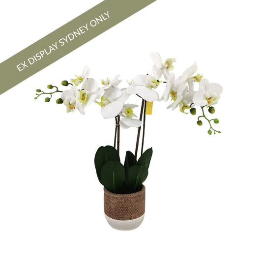 Phalaenopsis Spray Orchid Faux Plant - Large - OUTLET NSW