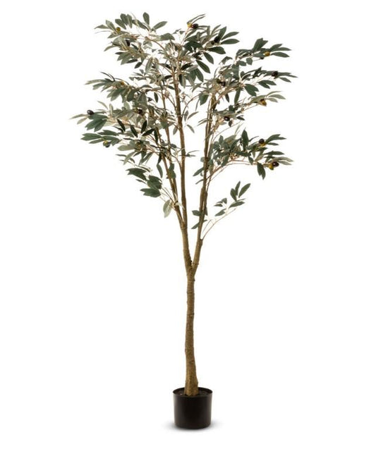 Potted Olive Tree 120cm