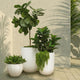 Bora Bora Concrete Planter - Large