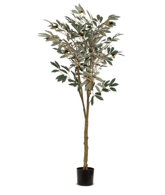 Potted Olive Tree 150cm